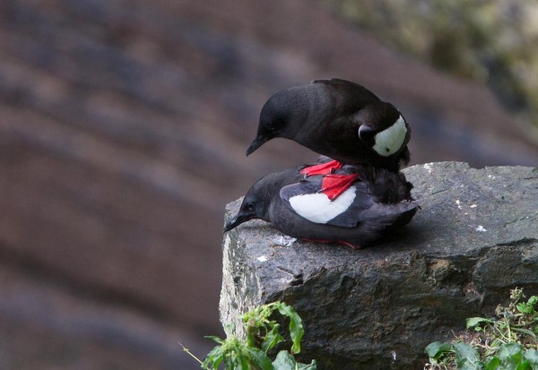 Foto van parende Zwarte Zeekoeten, de Gloup, Deerness, East Mainland, Orkney