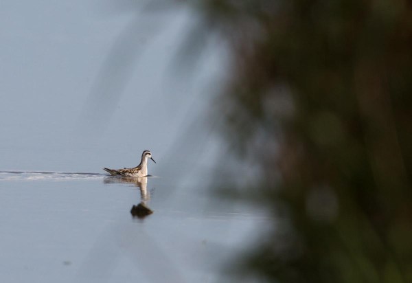 Foto van een Grauwe Franjepoot, Ezumakeeg, Lauwersmeer