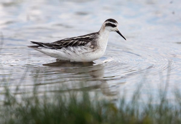 Foto van een Grauwe Franjepoot, Ezumakeeg, Lauwersmeer