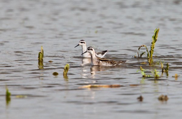 Foto van Grauwe Franjepoten, Ezumakeeg, Lauwersmeer