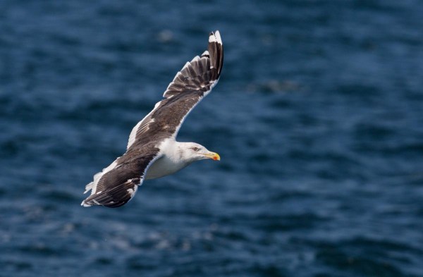 Foto van een Grote Mantelmeeuw, Noordzee, Nederland