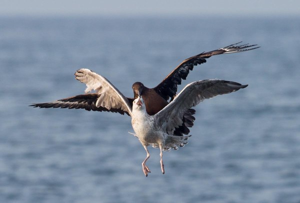 Foto van een Grote Jager in gevecht met een Grote Mantelmeeuw, Noordzee, Nederland