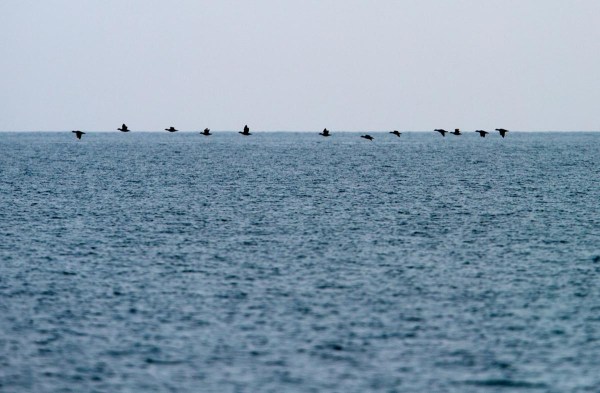 Foto van Zwarte Zee-eenden, Noordzee, Nederland