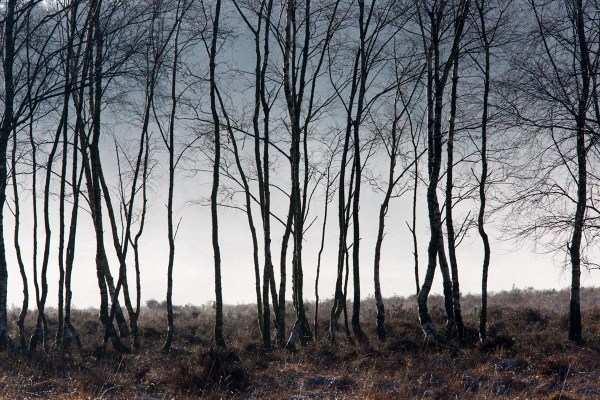 Foto van natuurgebied Planken Wambuis, Gelderland