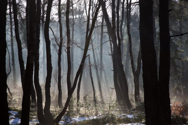 Foto van natuurgebied Planken Wambuis, Gelderland