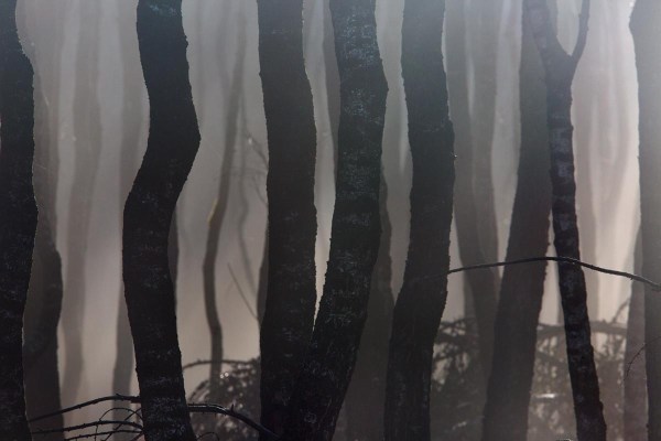 Foto van natuurgebied Planken Wambuis, Gelderland