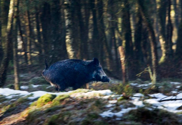 Foto van een Wild Zwijn, Planken Wambuis