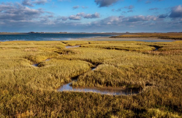 Foto van een schor, Krabbenkreek, Tholen, Zeeland