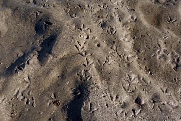 Foto van vogelsporen, Zandmotor, Ter Heijde, Nederland