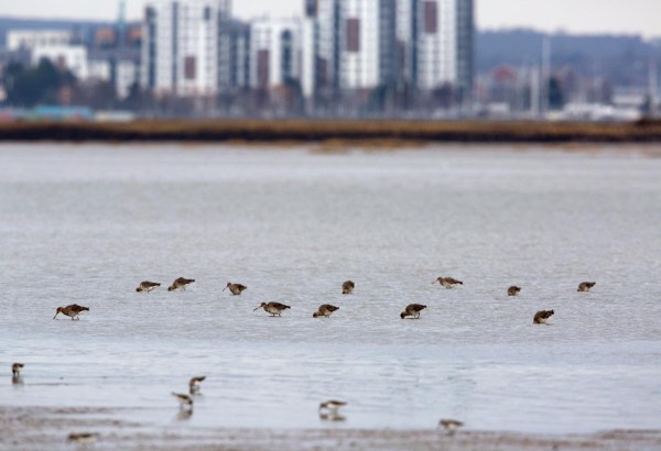 Foto van Grutto's, Medway, Kent. Engleland, Verenigd Koninkrijk