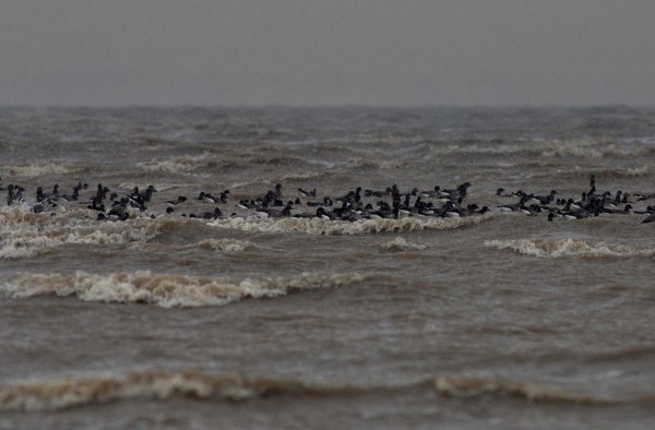 Foto van Rotganzen, Bradwell Shell Bank Nature Reserve. Essex, Engleland, Verenigd Koninkrijk