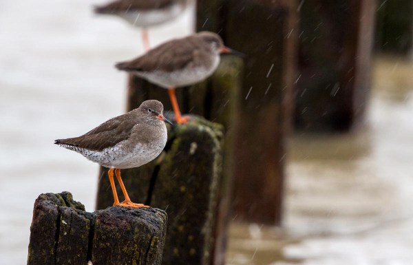 Foto van Tureluurs, Sheppey, Kent. Engleland, Verenigd Koninkrijk