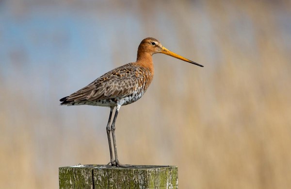 Foto van een Grutto, Lauwersmeer