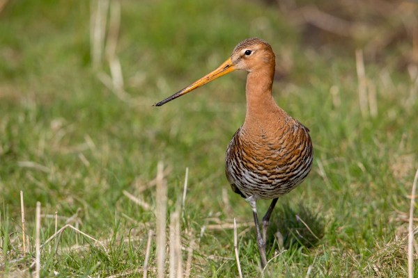 Foto van een Grutto, Lauwersmeer