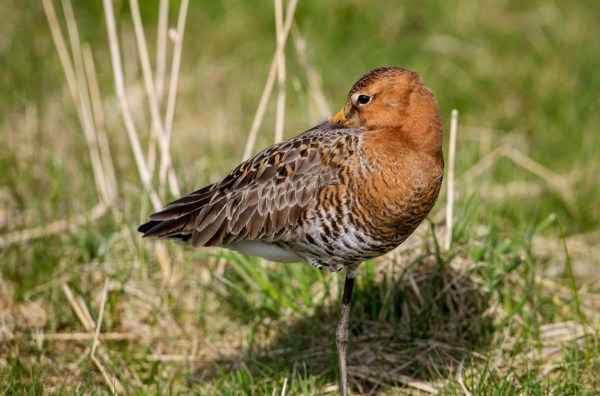 Foto van een Grutto, Lauwersmeer