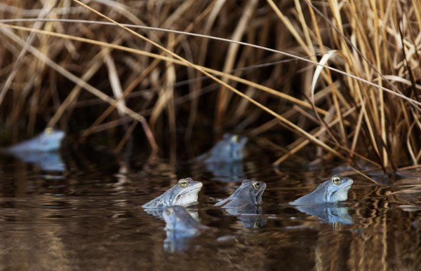 Foto van Heikikkers, Engbertsdijksvenen, Twente, Nederland