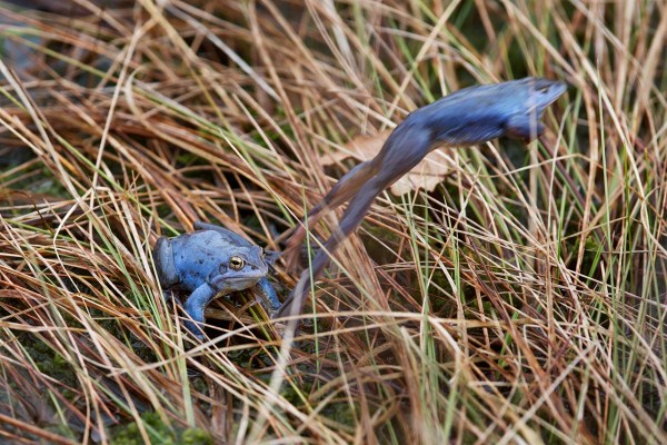 Foto van Heikikkers, Engbertsdijksvenen, Twente, Nederland