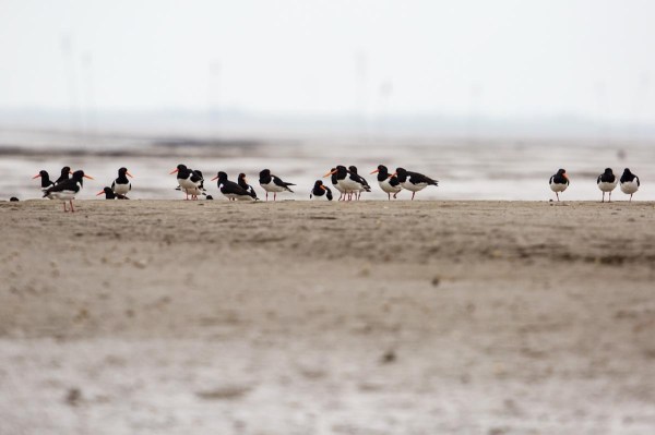 Foto van Scholeksters, Spiekeroog, Duitsland