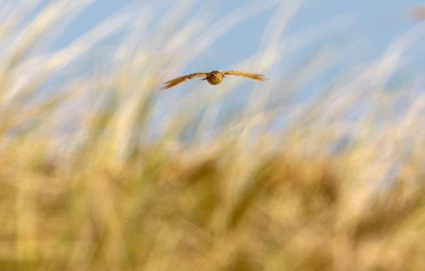 Foto van een Veldleeuwerik, Spiekeroog, Duitsland
