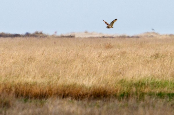 Foto van een Velduil, Spiekeroog, Duitsland
