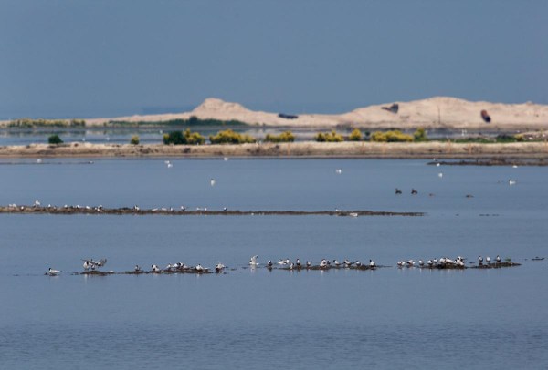 Foto van de Marker Wadden