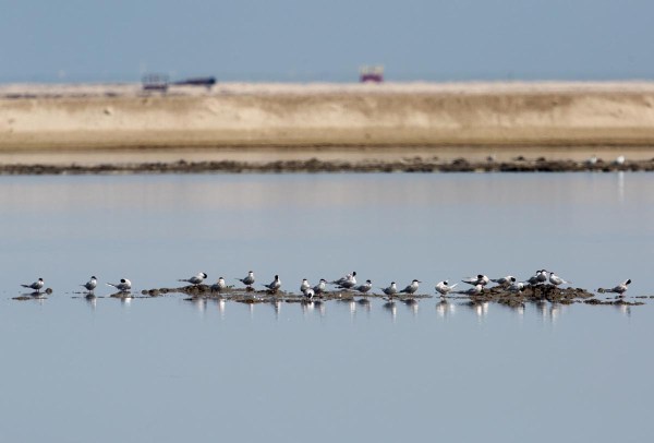 Foto van Visdieven, Marker Wadden