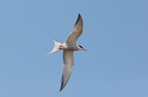 Foto van een Visdief, Marker Wadden
