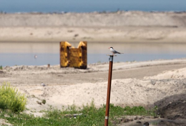 Foto van een Visdief, Marker Wadden