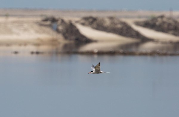 Foto van een Visdief, Marker Wadden