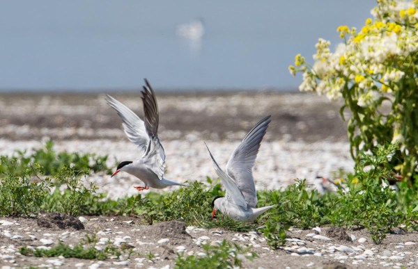 Foto van Visdieven, Marker Wadden