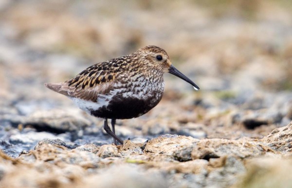 Foto van een Bonte Strandloper, Fetlar
