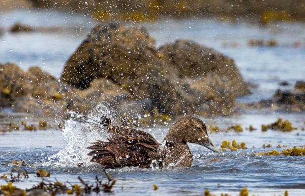 Foto van een Eider, Sandsayre, Mainland