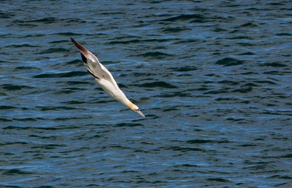 Foto van een Jan-van-gent, Noss Sound