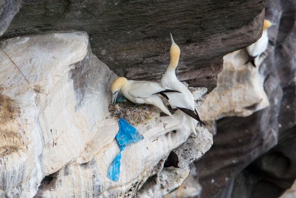 Foto van Jan-van-genten, Noss, Shetland