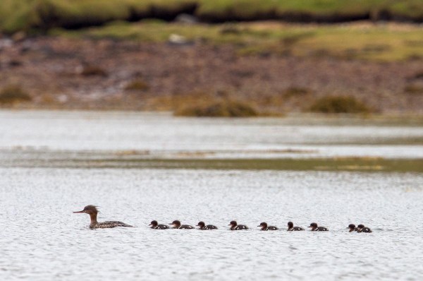 Foto van Middelste Zaagbekken, Basta Voe, Yell
