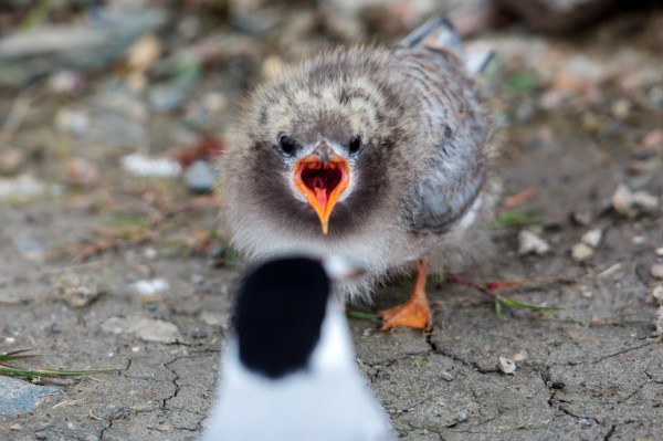 Foto van een Noordse Stern, Sullom Voe, Mainland