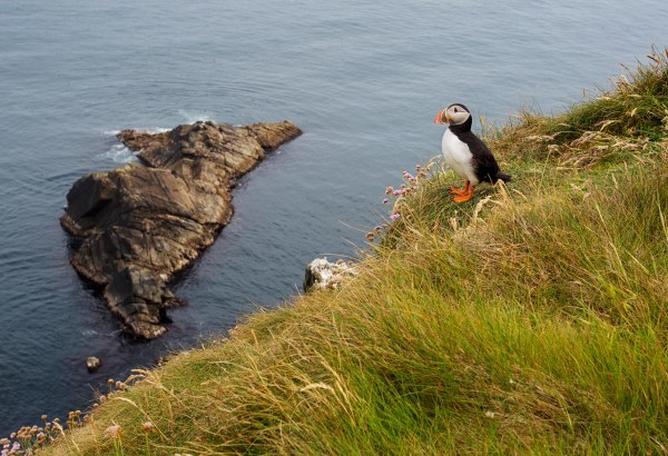 Foto van een Papegaaiduiker, Sumburgh Head, Mainland