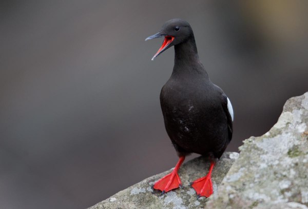 Foto van een Zwarte Zeekoet, Mousa