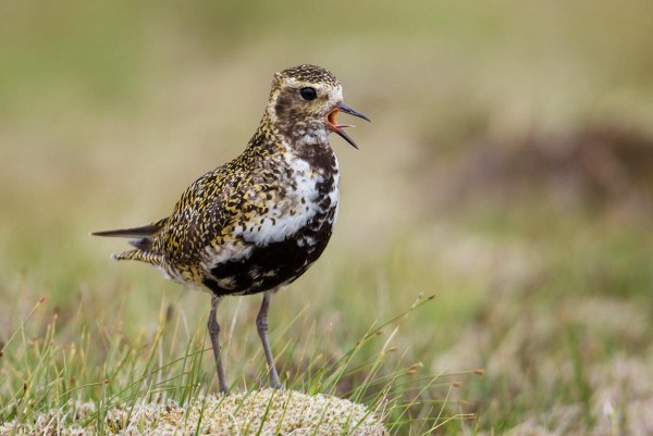 Foto van een Goudplevier, Fetlar, Shetland