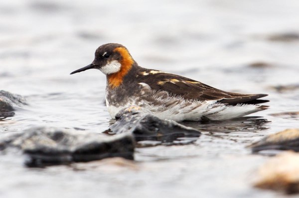 Foto van een Grauwe Franjepoot, Fetlar, Shetland