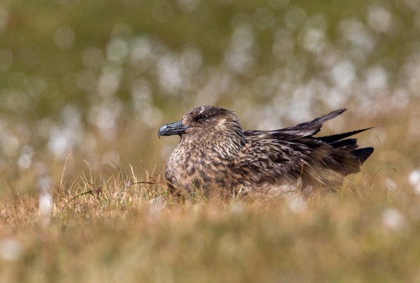 Foto van een Grote Jager, Hermaness, Unst, Shetland