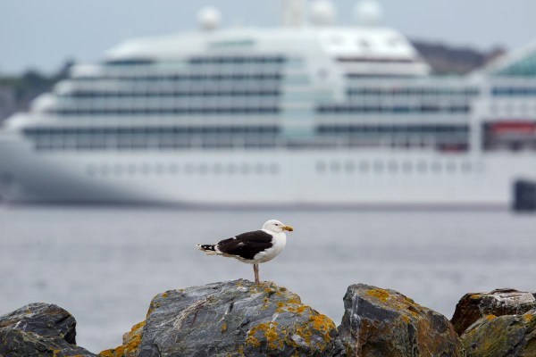 Foto van een Grote Mantelmeeuw, Lerwick, Mainland, Shetland