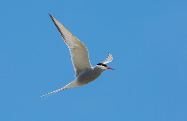Foto van een Noordse Stern, Yell, Shetland