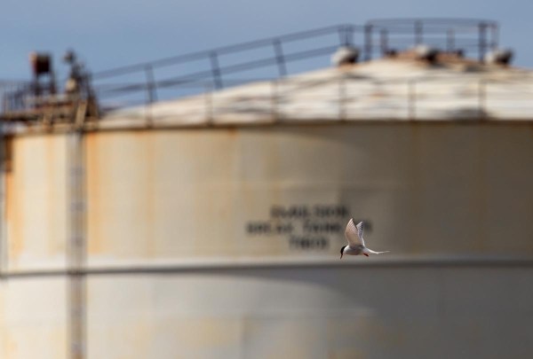 Foto van een Noordse Stern, Sullom Voe, Mainland, Shetland