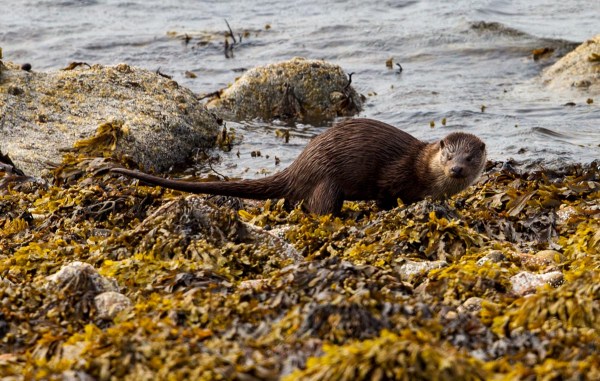 Foto van een Otter, Sullom Voe, Mainland, Shetland