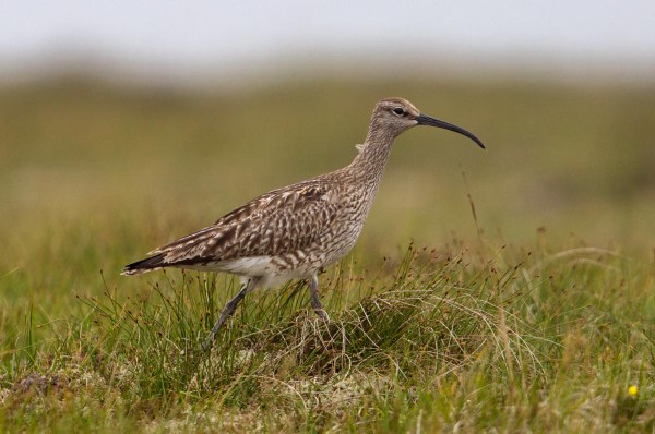 Foto van een Regenwulp, Fetlar, Shetland