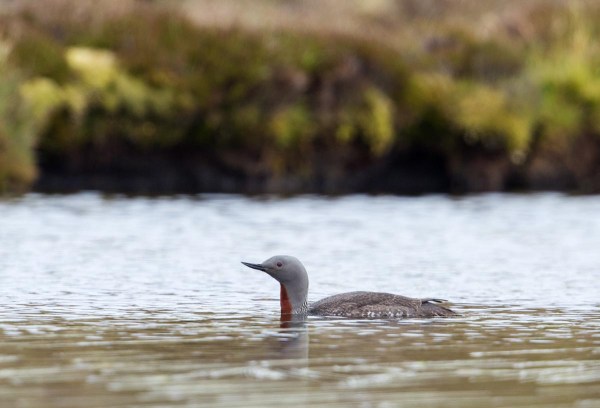 Foto van een Roodkeelduiker, Yell, Shetland