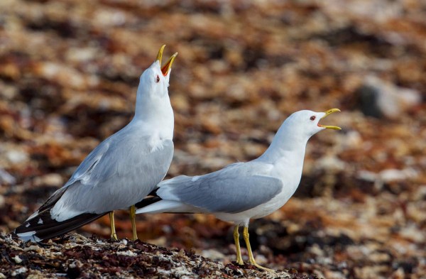 Foto van Stormmeeuwen, Sullom Koe, Mainland, Shetland