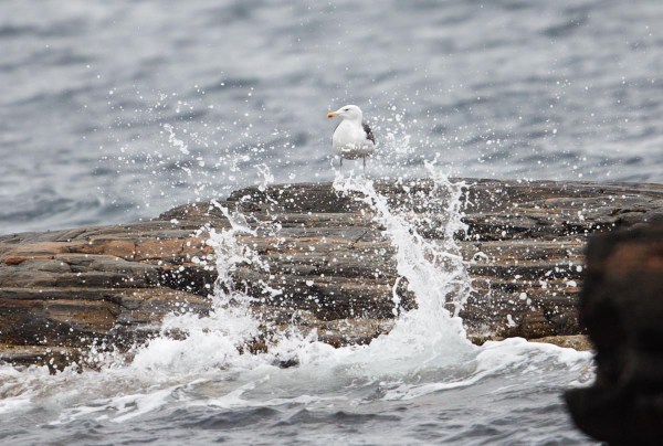 Foto van een Grote Mantelmeeuw, Hellesøy, Øygarden, Noorwegen