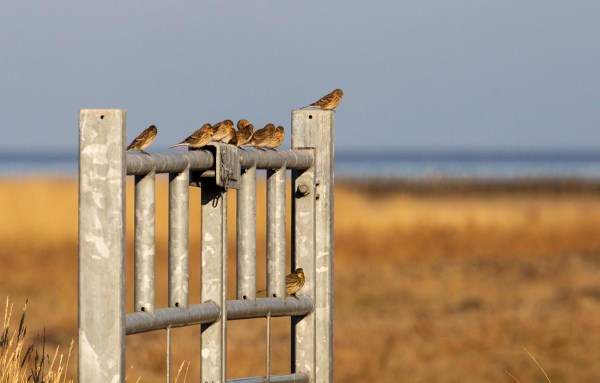 Foto van Fraters, Uithuizen, Groningen